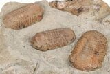 Cluster of Three Symphysurus Trilobites - Fezouata Formation #206442-2